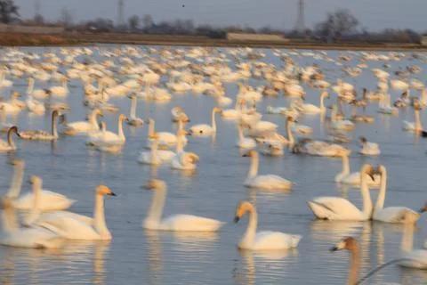 Swans lake Stock Photos