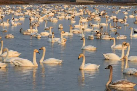 Swans lake Stock Photos