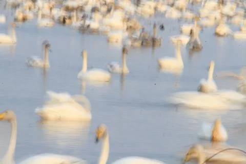 Swans lake Stock Photos