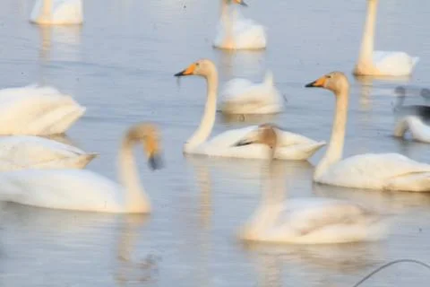 Swans lake Stock Photos