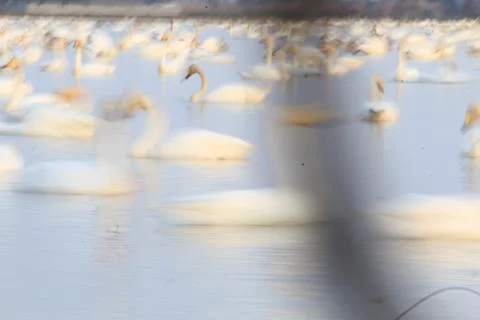 Swans lake Stock Photos