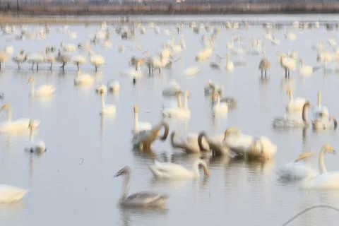 Swans lake Stock Photos