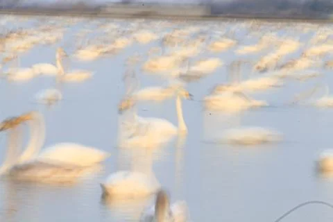 Swans lake Stock Photos