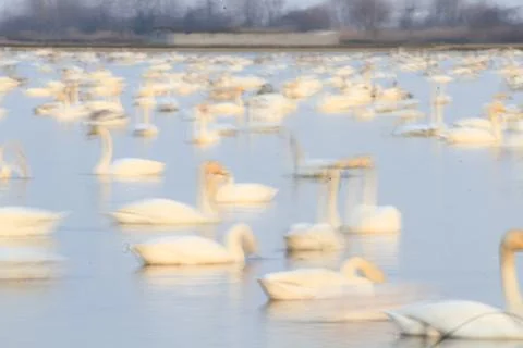 Swans lake Stock Photos