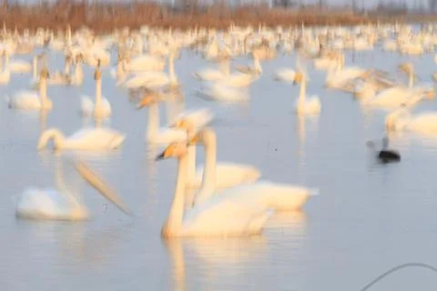 Swans lake Stock Photos