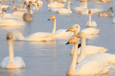 Swans lake Stock Photos