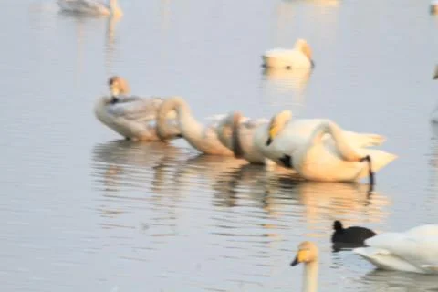 Swans lake Stock Photos