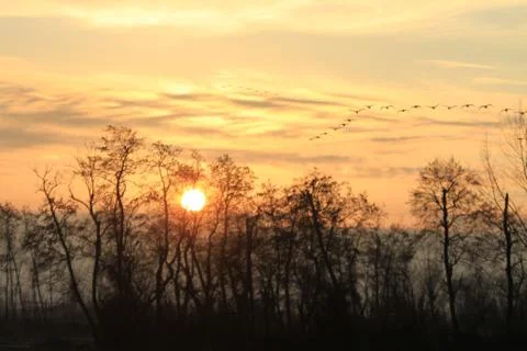 Swans lake Stock Photos