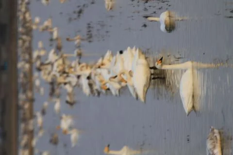 Swans lake Stock Photos
