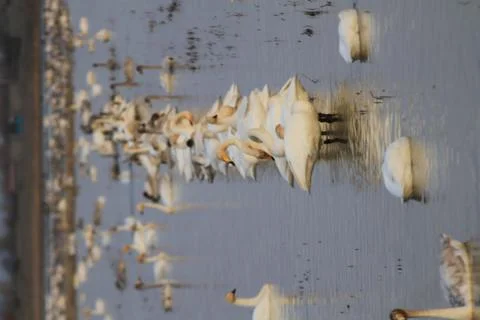 Swans lake Stock Photos