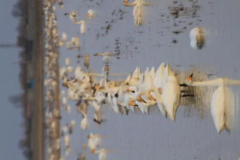 Swans lake Stock Photos