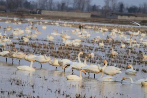 Swans lake Stock Photos