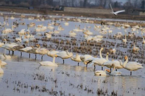 Swans lake Stock Photos