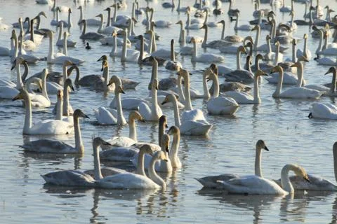 Swans lake Stock Photos
