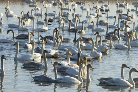 Swans lake Stock Photos