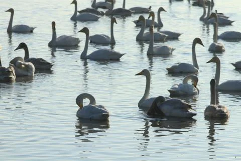 Swans lake Stock Photos