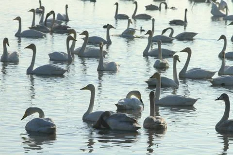 Swans lake Stock Photos