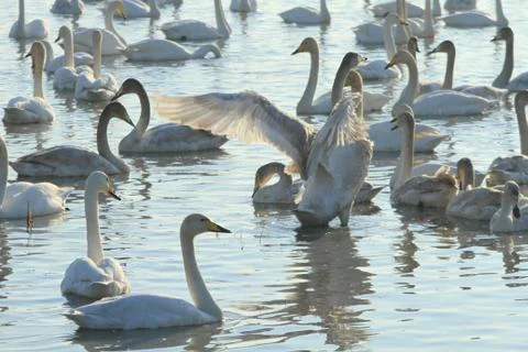 Swans lake Stock Photos