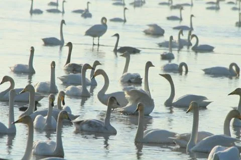 Swans lake Stock Photos