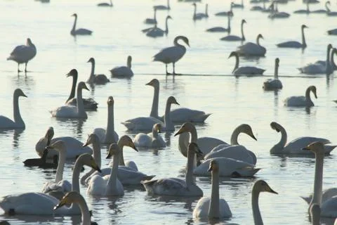 Swans lake Stock Photos