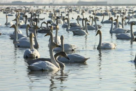 Swans lake Stock Photos