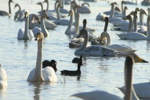 Swans lake Stock Photos