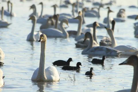 Swans lake Stock Photos
