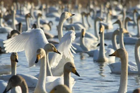 Swans lake Stock Photos