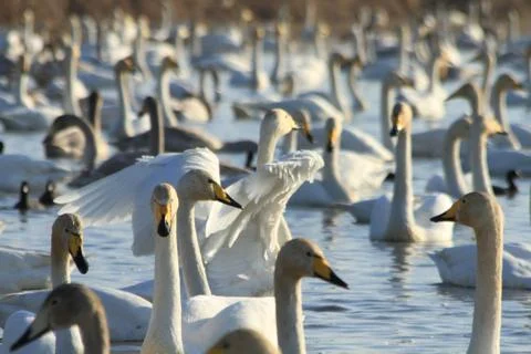 Swans lake Stock Photos