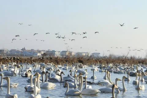 Swans lake Stock Photos