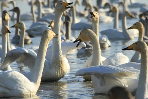 Swans lake Stock Photos
