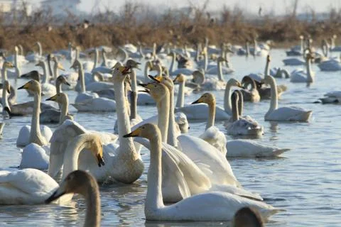 Swans lake Stock Photos