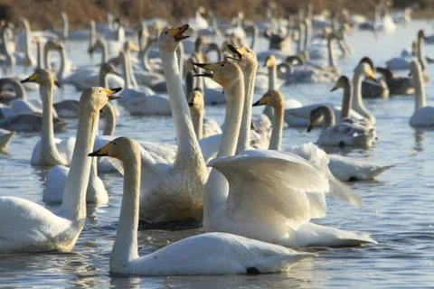 Swans lake Stock Photos