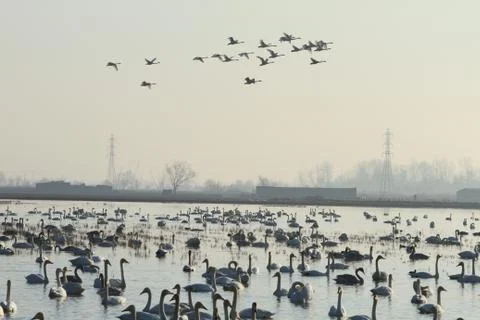 Swans lake Stock Photos