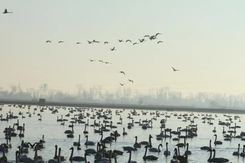 Swans lake Stock Photos
