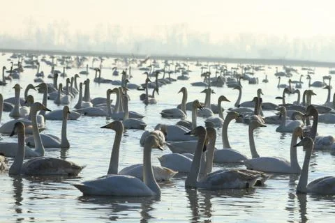 Swans lake Stock Photos