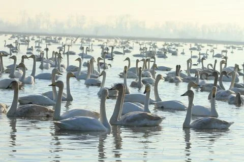 Swans lake Stock Photos