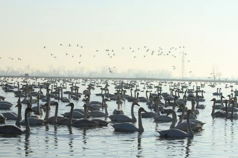 Swans lake Stock Photos