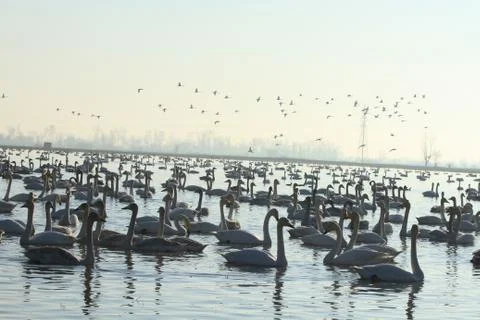 Swans lake Stock Photos