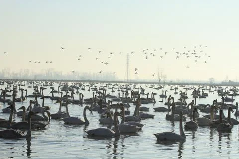 Swans lake Stock Photos