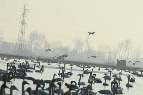 Swans lake Stock Photos