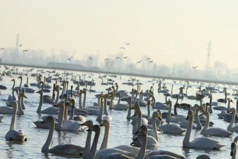 Swans lake Stock Photos