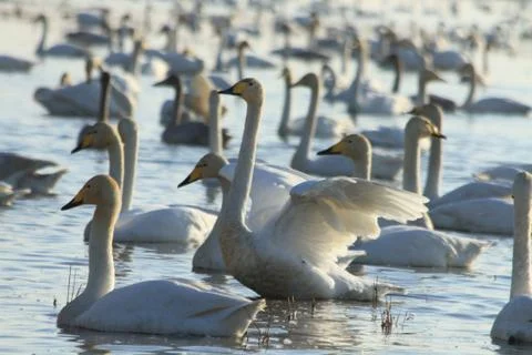Swans lake Stock Photos