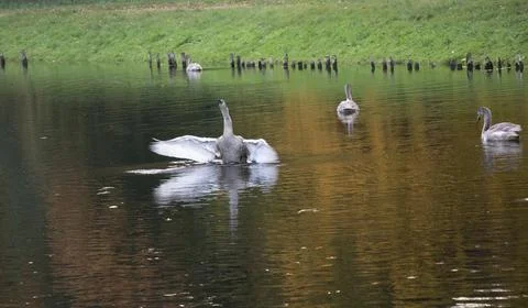Swans on the lake Stock Photos