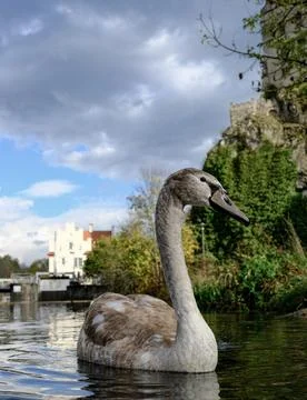 Swans on the lake Stock Photos