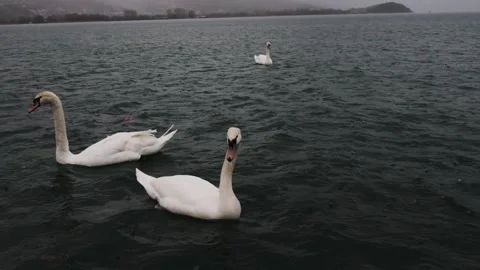 Swans on lake in the rain Stock-Footage 221584425