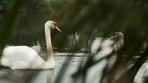 Swans on the lake. Romantic Stock Footage 116267197