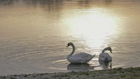 Swans on the lake shore Stock Footage 84576745