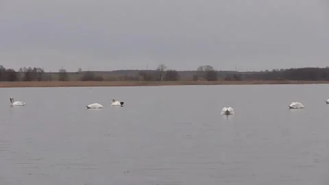Swans on the lake, six, five, four swans Stock Footage 244628417