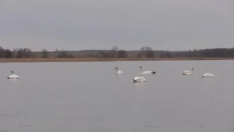Swans on the lake, six swans and a duck Stock Footage 244628362